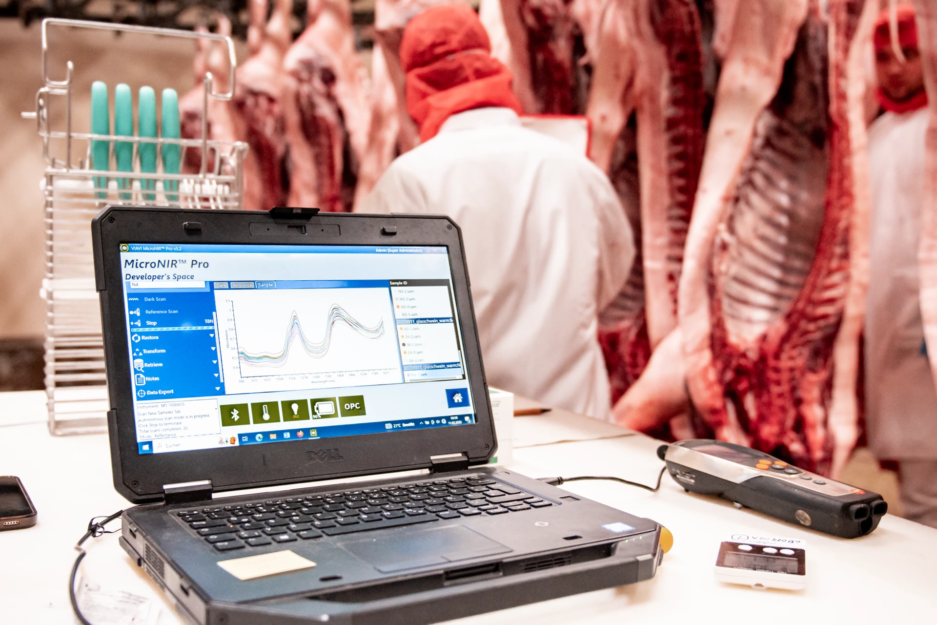 Laptop mit Fleischanalyse im Schlachthof, Schweinehälften, Qualitätskontrolle, digitale Messtechnik.