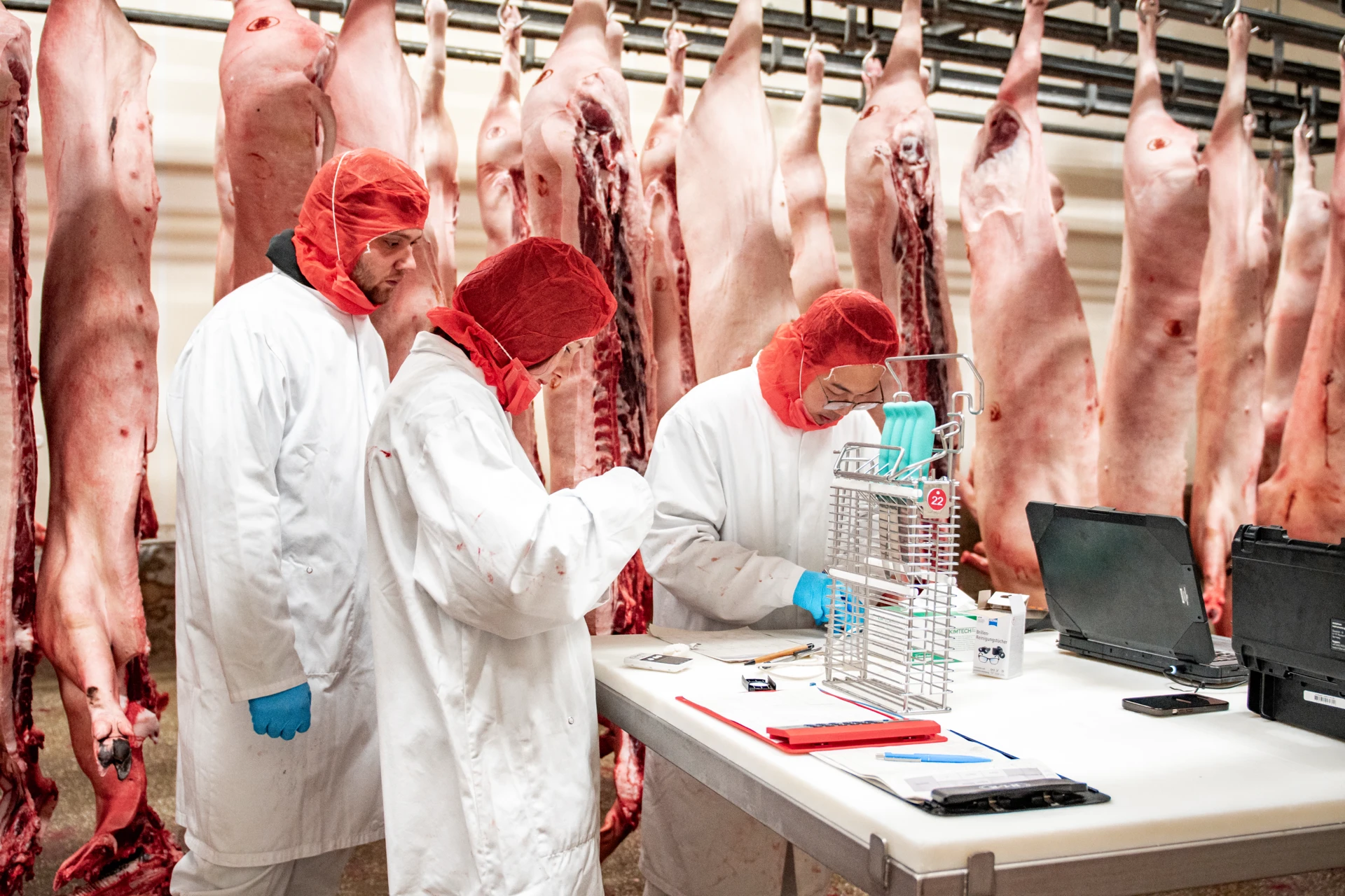 Messgerät an Schweinehälften im Schlachthof, Fleischqualität prüfen, industrielle Qualitätskontrolle.