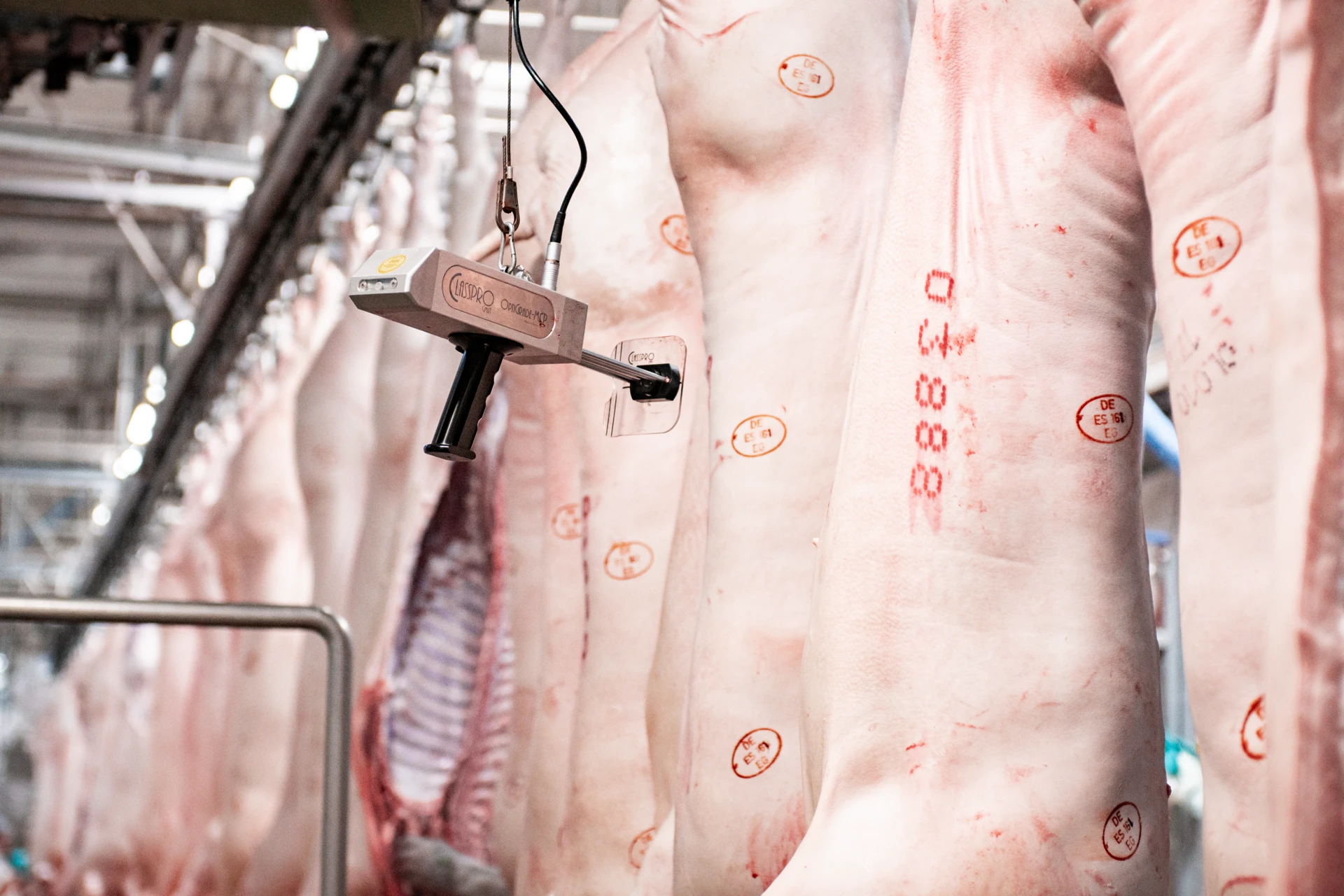 Fleischmessung an Schweinekörpern im Schlachthof, präzise Qualitätskontrolle, Hygienebereich, Messtechnik.