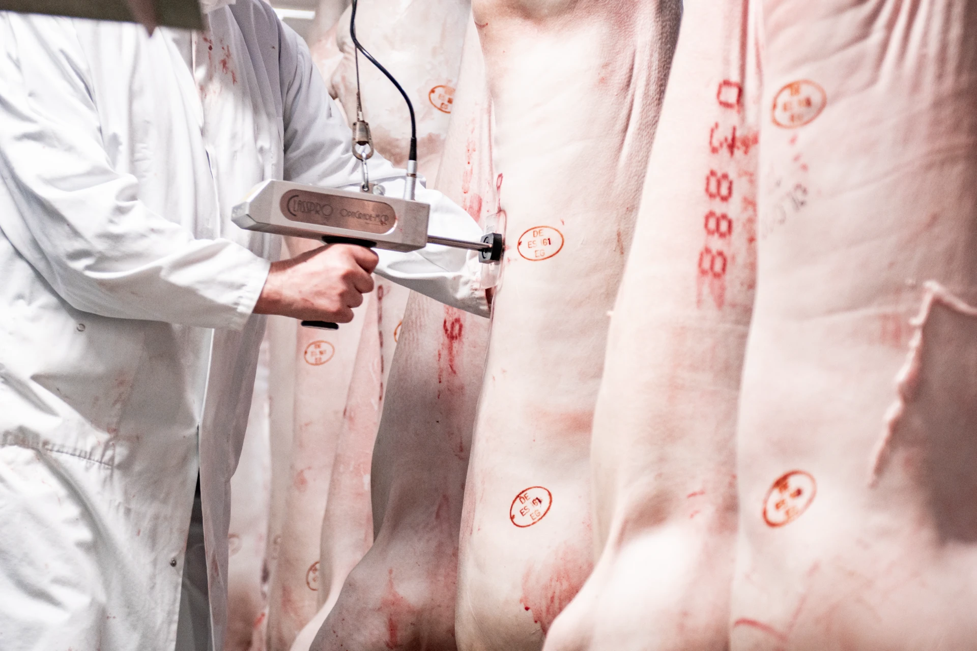 Schweinekörper am Förderband im Schlachthof, industrieller Verarbeitungsprozess, Fleischproduktion.
