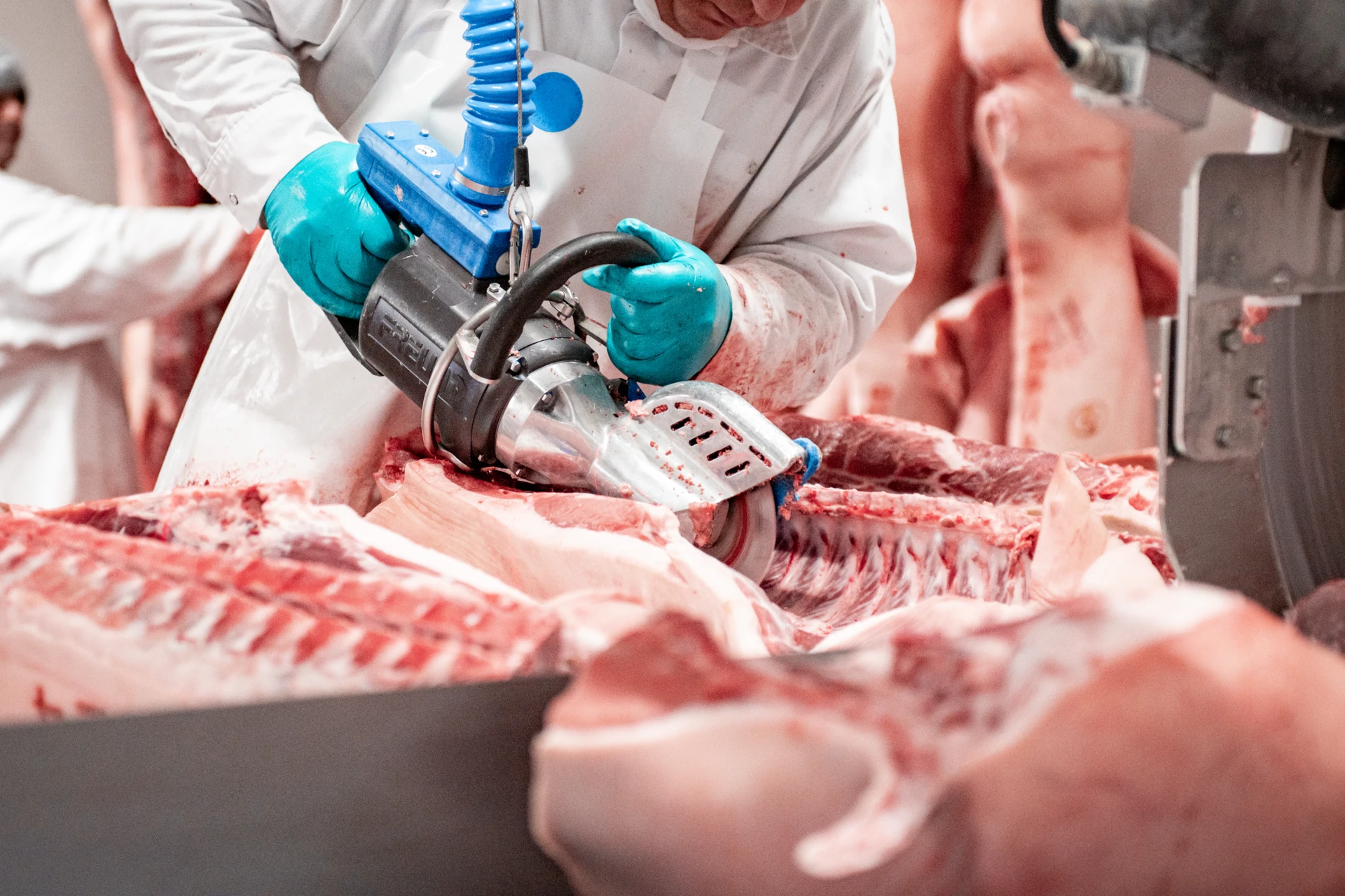 Fleischzerlegung mit Kreissäge im Schlachthof, präziser Zuschnitt, Schweinefleisch, industrielle Verarbeitung.