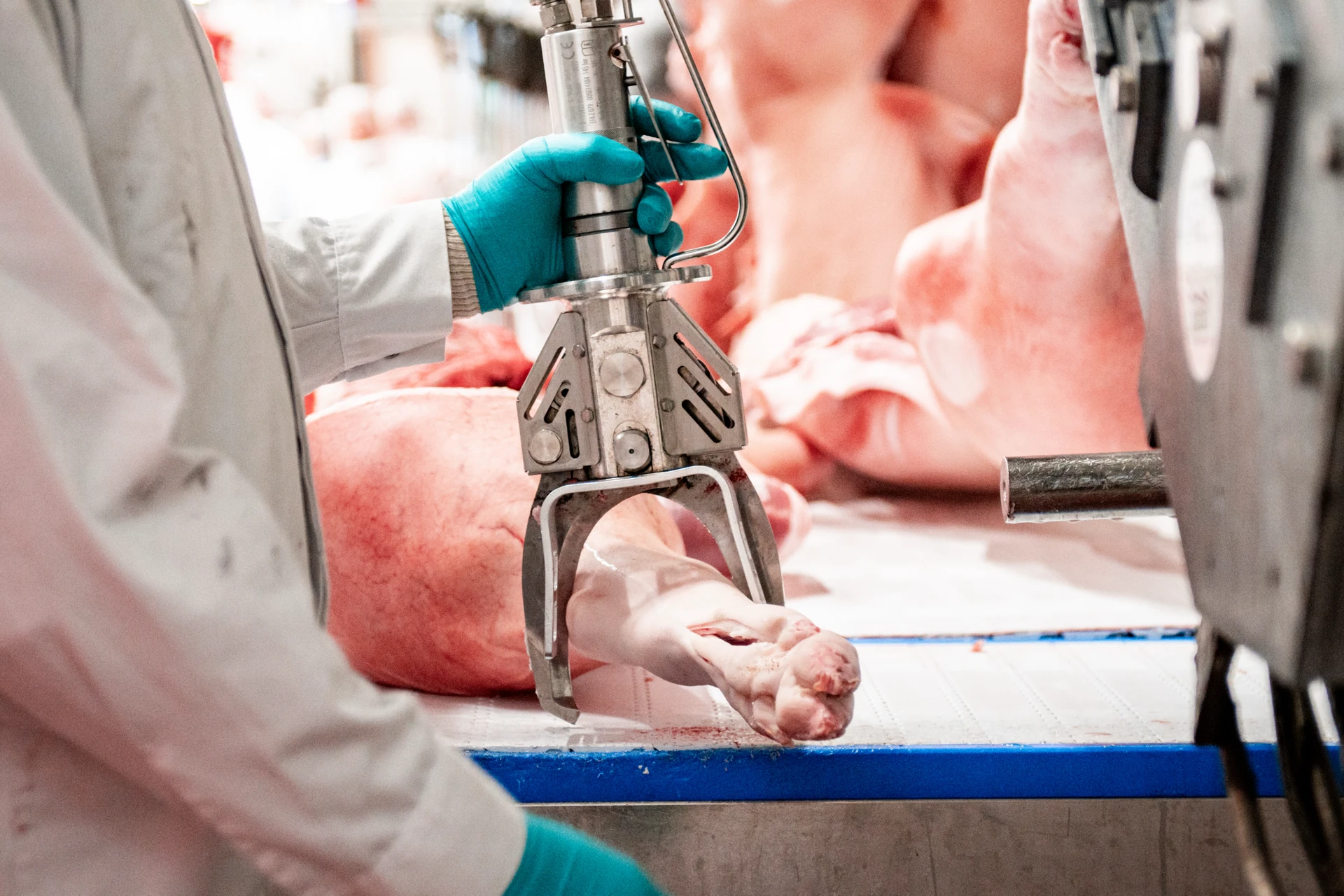 Greifarm transportiert Schweinefleisch am Förderband, Schlachthoftechnik, Verarbeitungsprozess, Fleischlogistik.