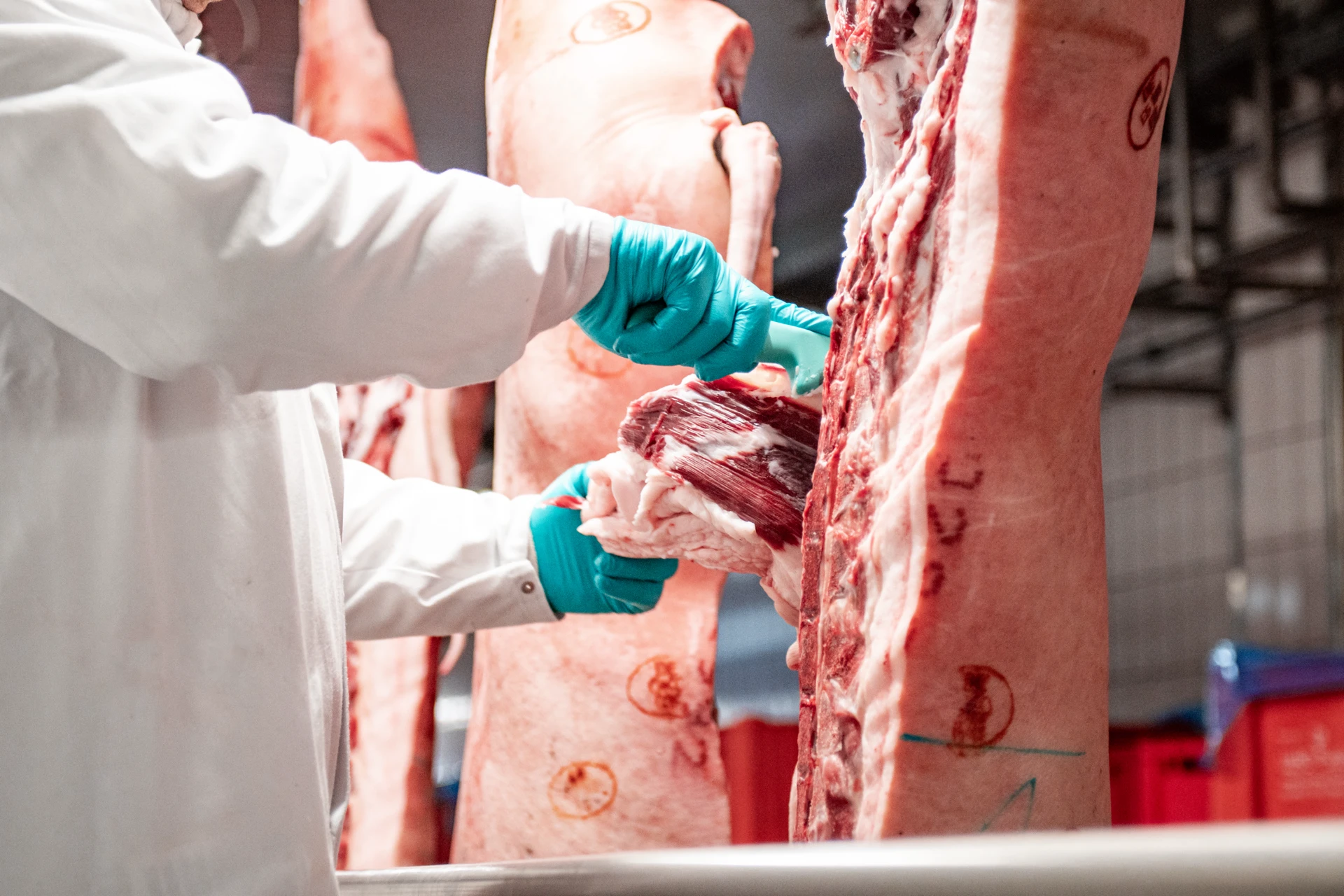 Fleischzuschnitt an Schweinehälfte im Schlachthof, präzise Zerlegung, Schweinefleisch, Facharbeit.
