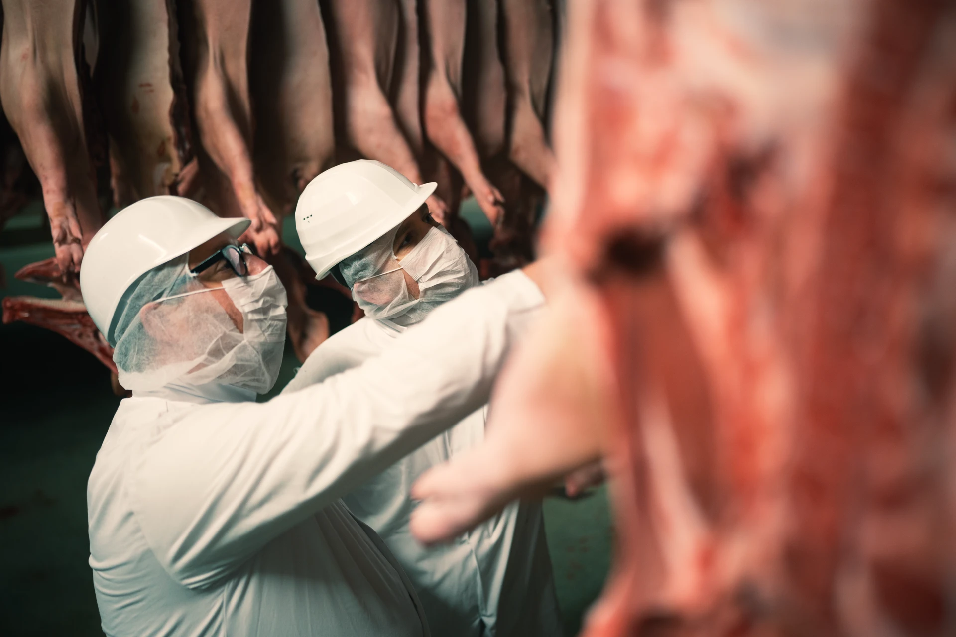 Fleischinspektion an Schweinehälften im Kühlraum, Fachpersonal, Hygienekleidung, Qualitätskontrolle.
